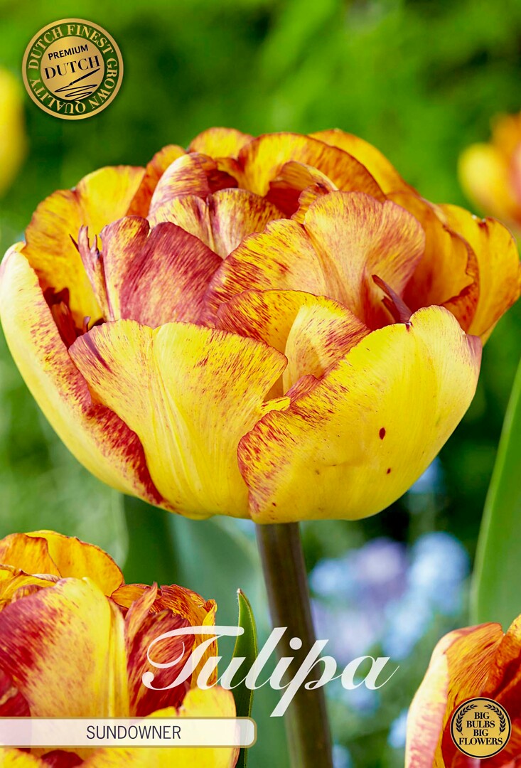 Tulipa Double Late Sundowner