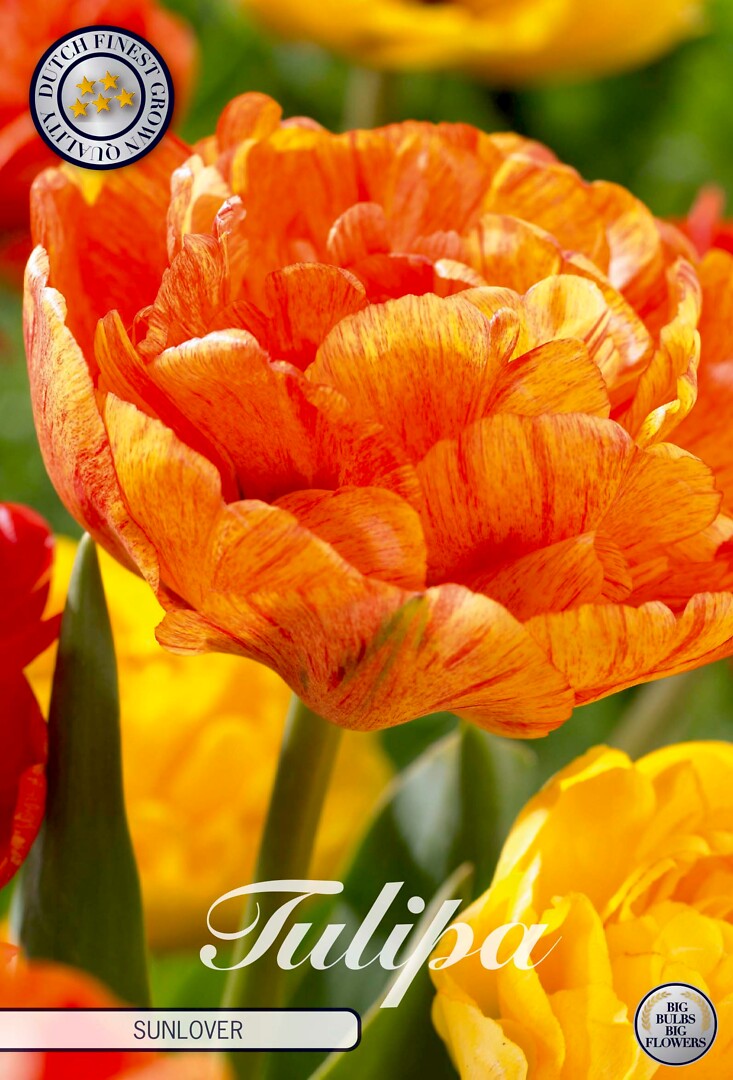 Tulipa Double Late Sunlover