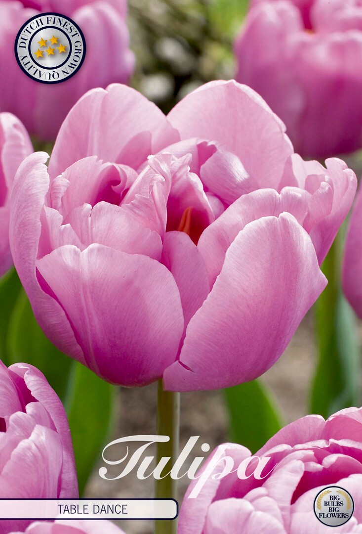 Tulipa Double Late Table Dance