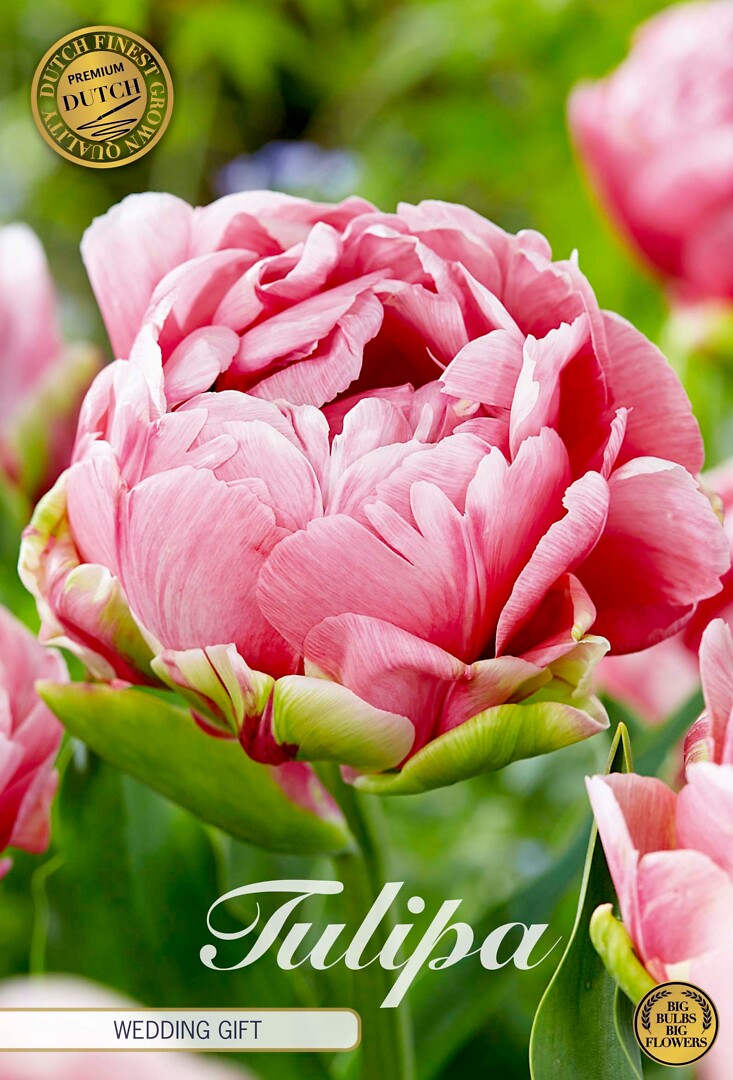 Tulipa Double Late Wedding Gift