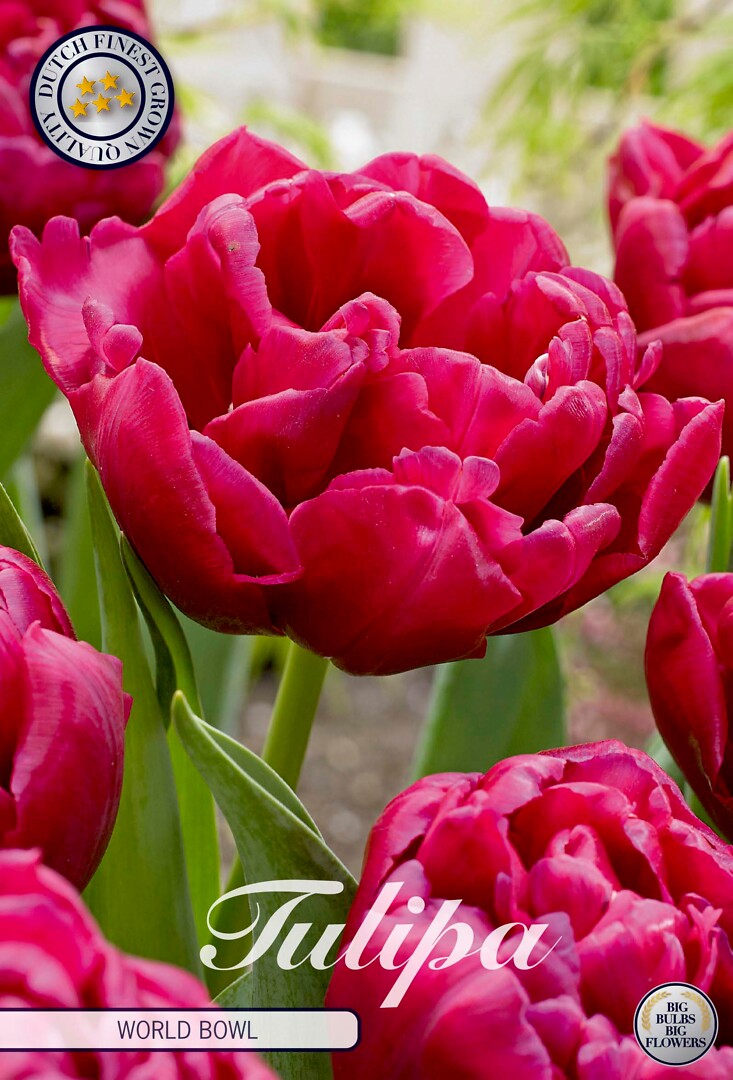 Tulipa Double Late World Bowl