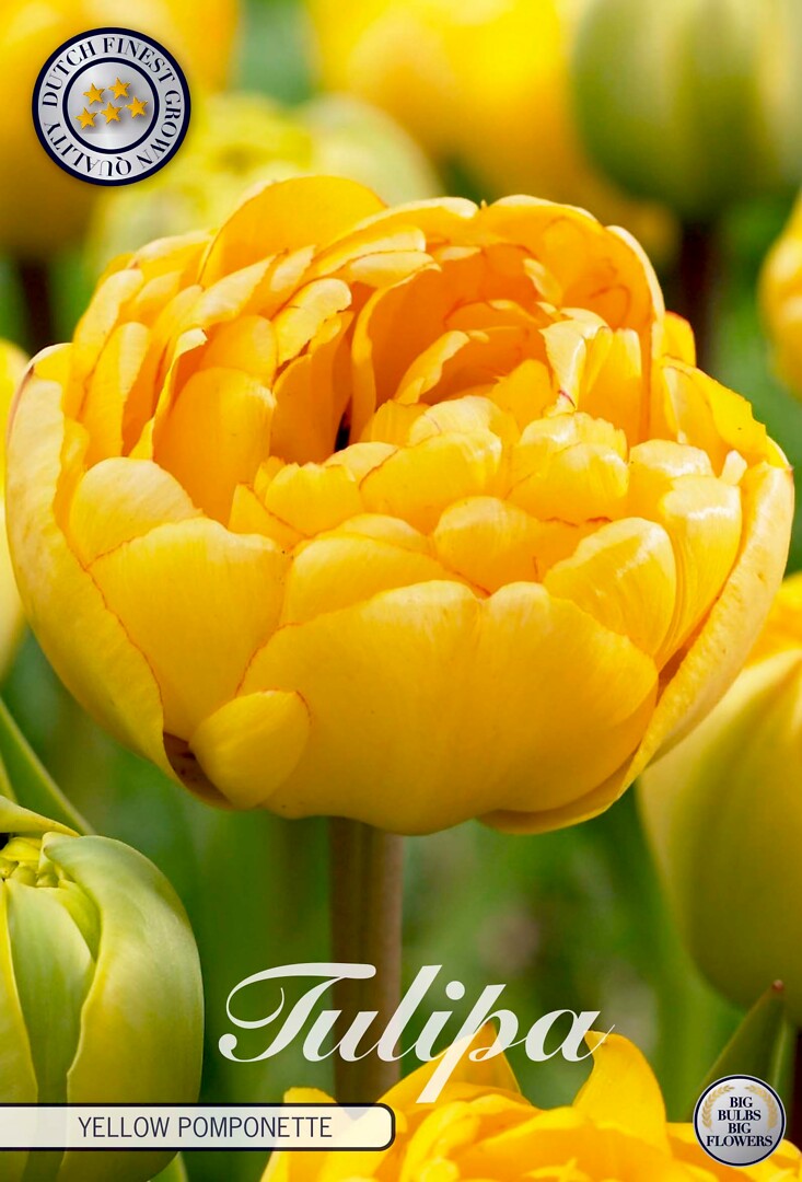 Tulipa Double Late Yellow Pomponette
