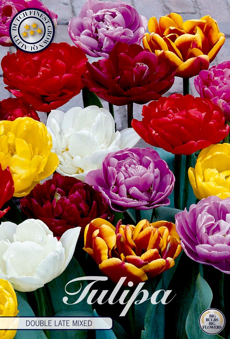 Tulipa  Double Late Mixed