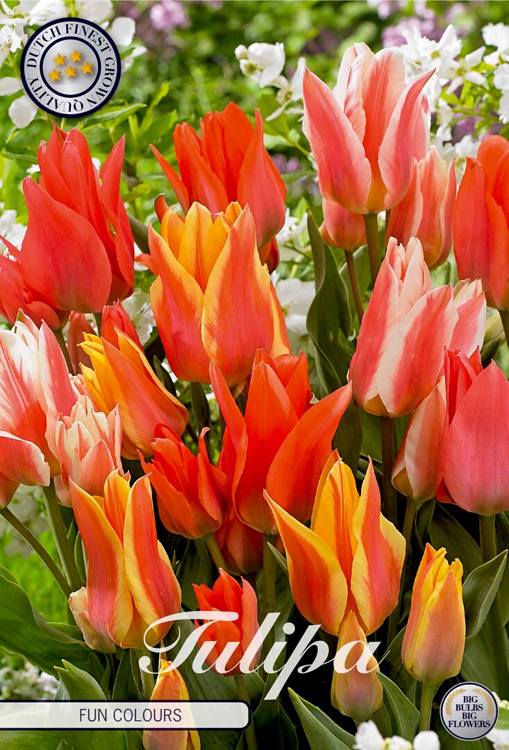 Tulipa Greigii Fun Colours