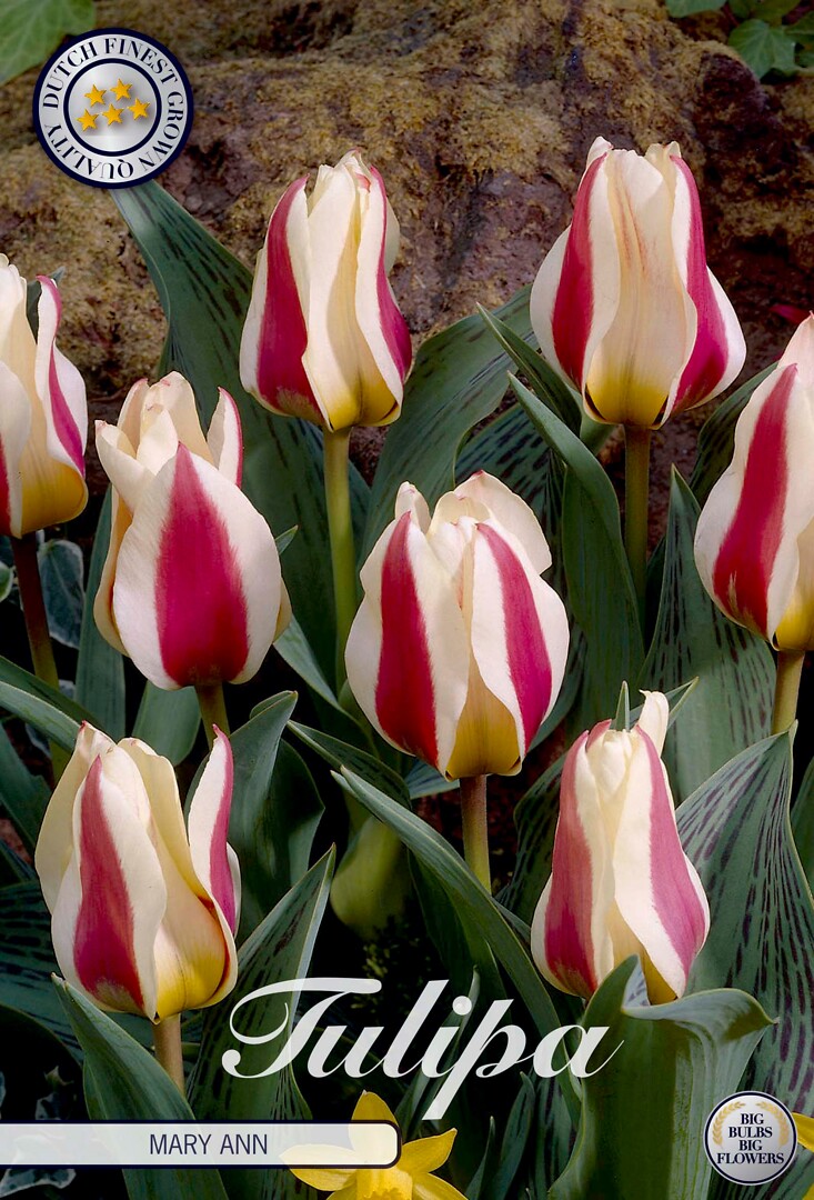 Tulipa Greigii Mary Ann