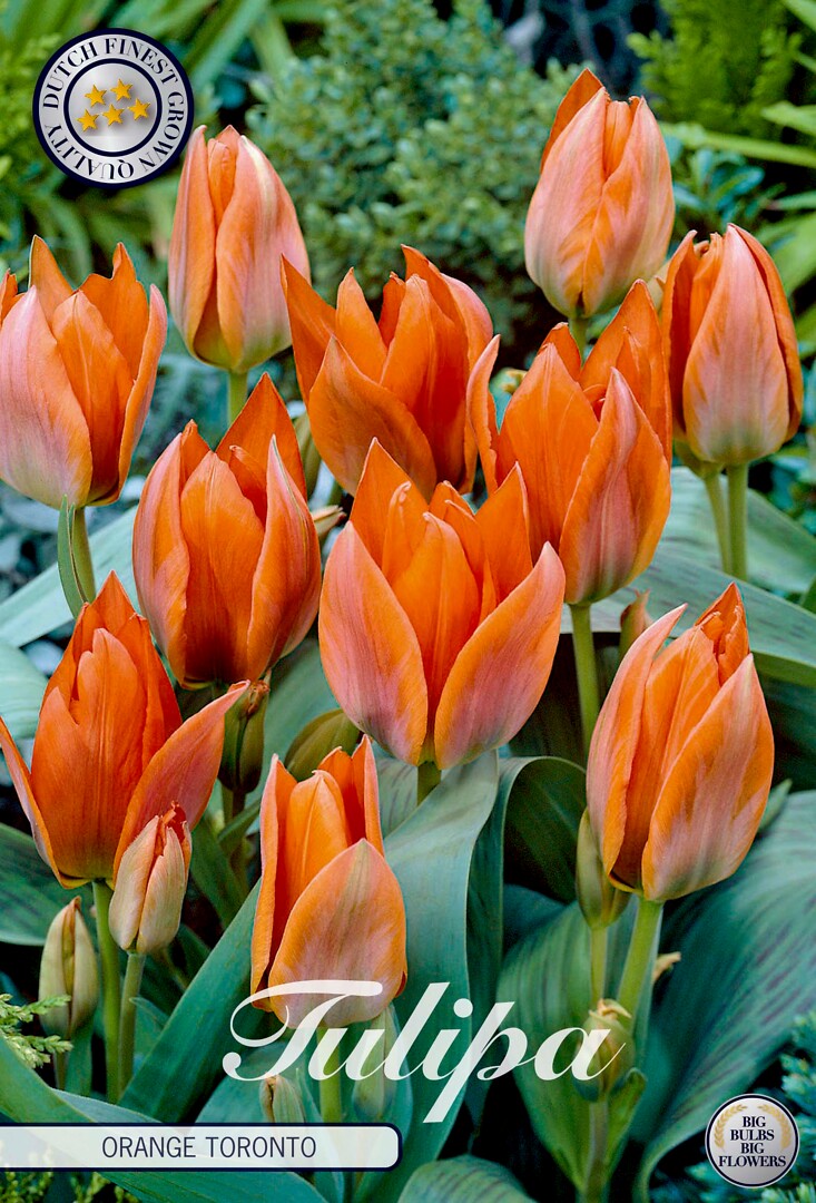 Tulipa Greigii Orange Toronto
