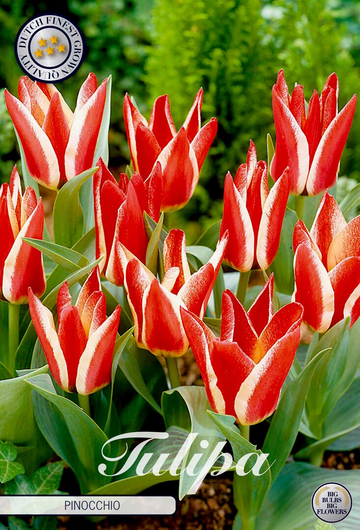 Tulipa Greigii Pinocchio