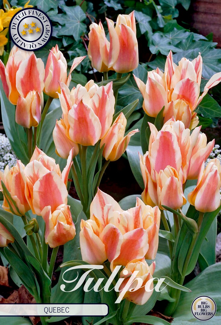 Tulipa Greigii Quebec