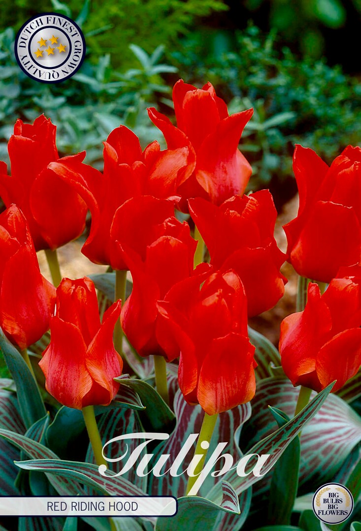 Tulipa Greigii Red Riding Hood