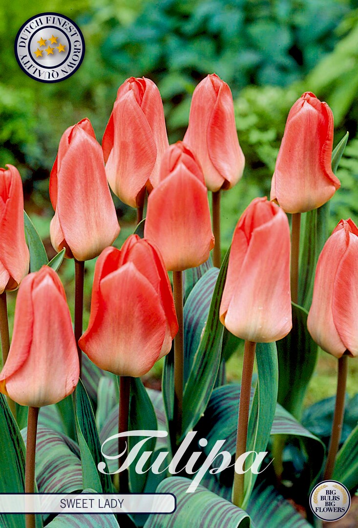 Tulipa Greigii Sweet Lady