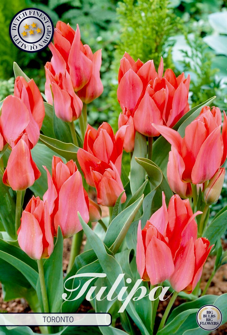 Tulipa Greigii Toronto