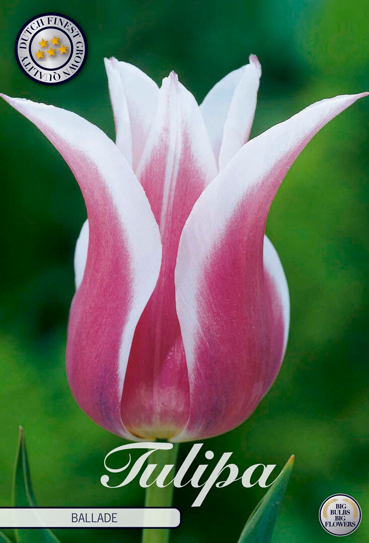 Tulipa Lilyflowering Ballade