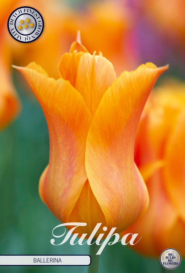 Tulipa Lilyflowering Ballerina