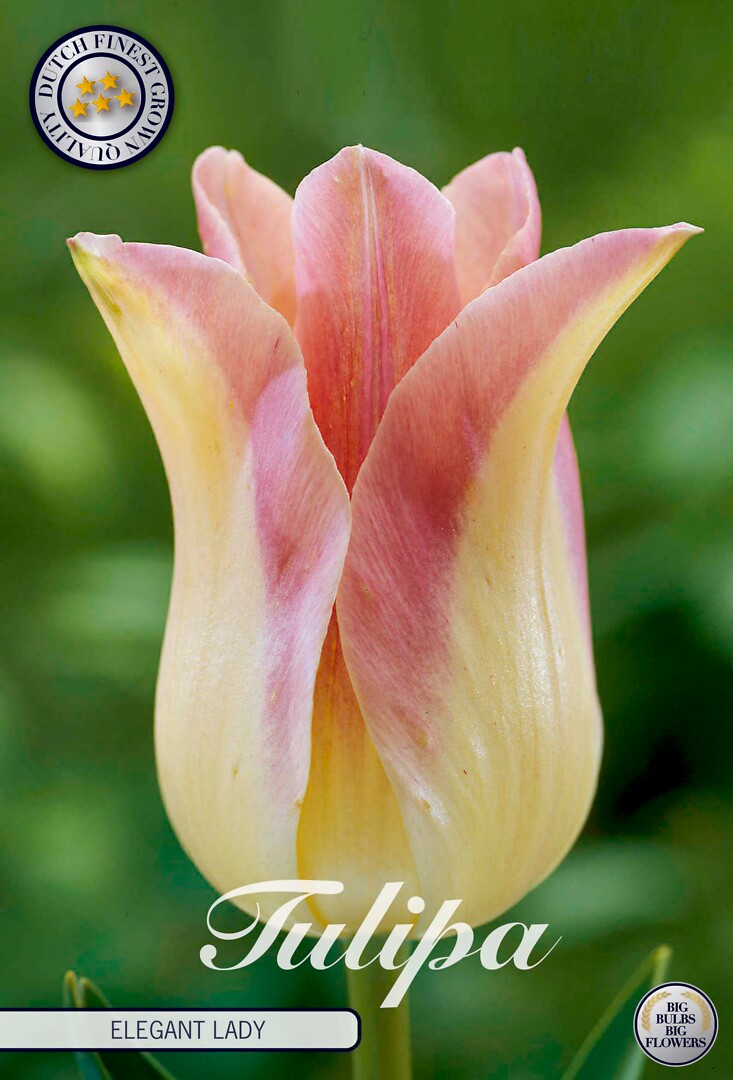 Tulipa Lilyflowering Elegant Lady