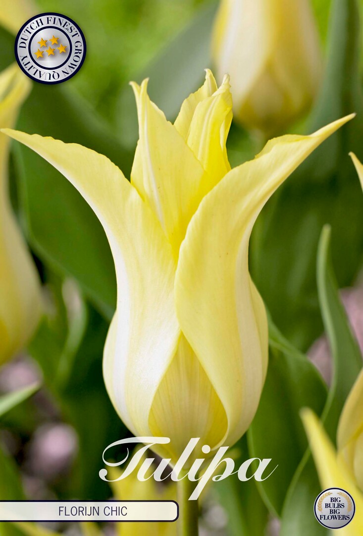 Tulipa Lilyflowering Florijn Chic