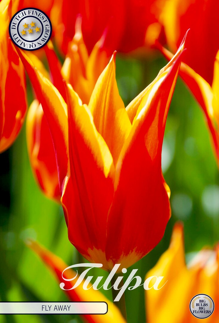 Tulipa Lilyflowering Fly Away