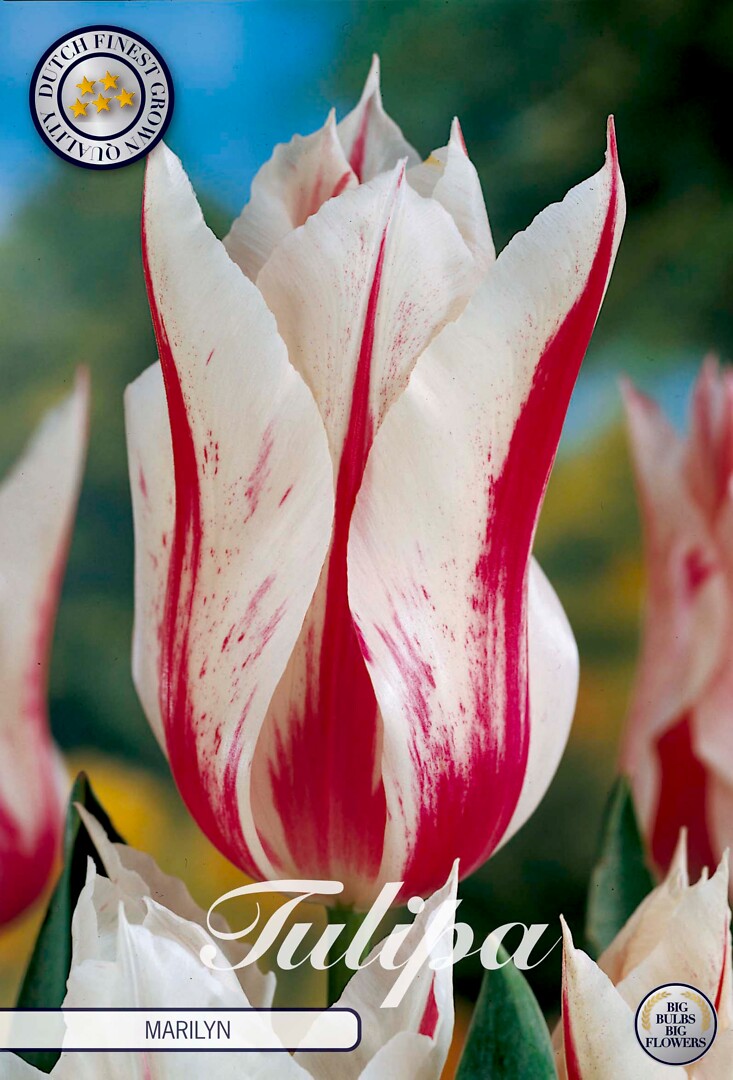 Tulipa Lilyflowering Marilyn