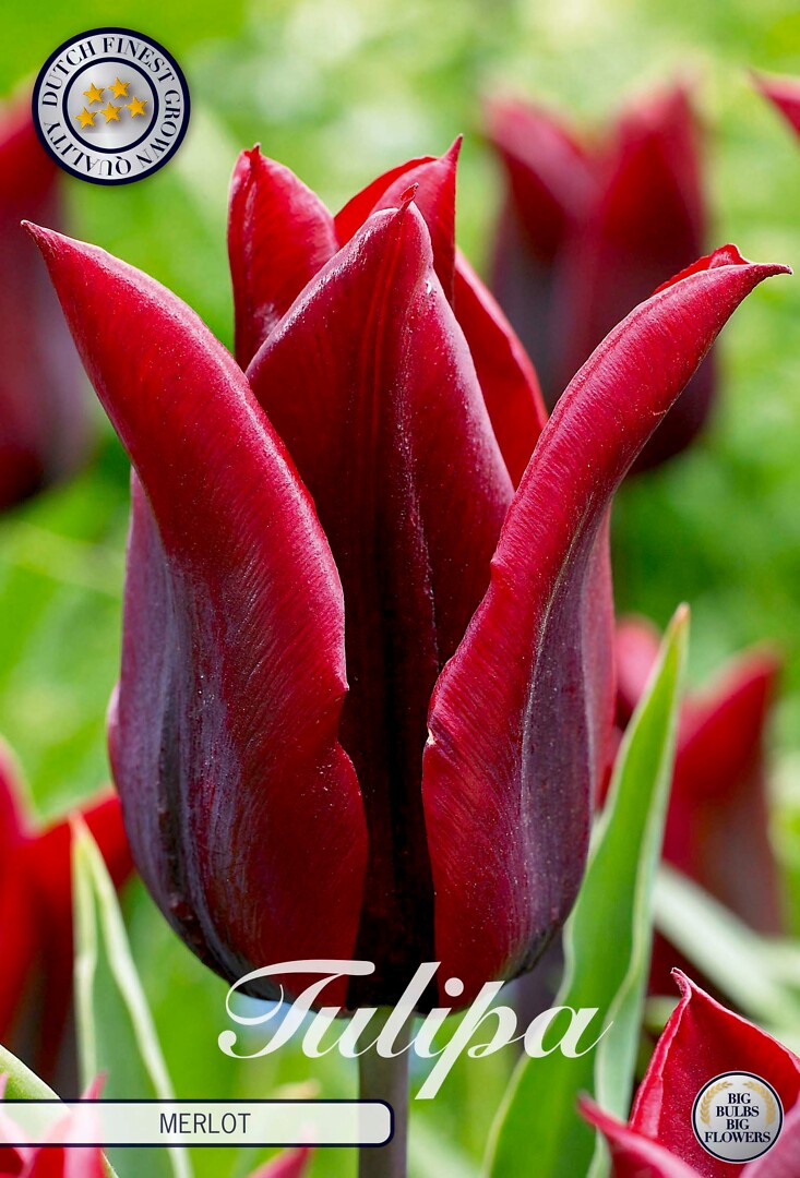 Tulipa Lilyflowering Merlot