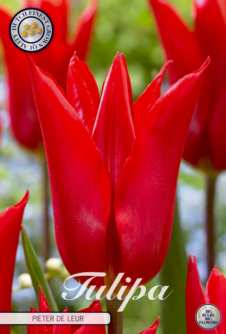 Tulipa Lilyflowering  Pieter De Leur