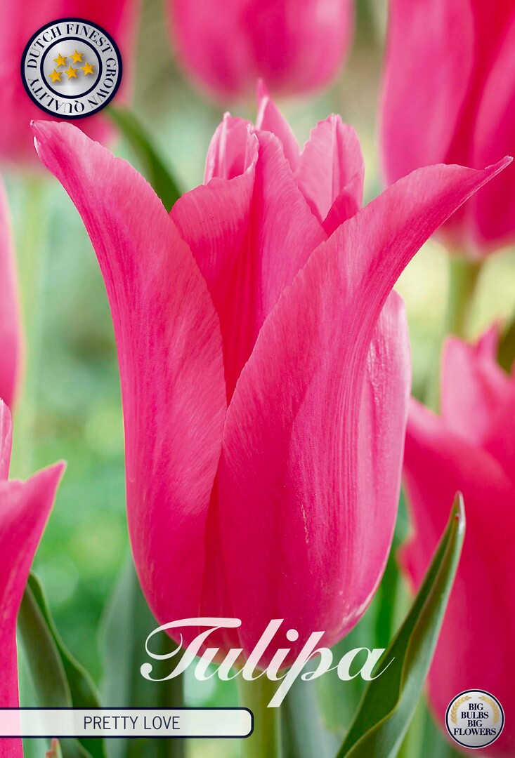 Tulipa Lilyflowering Pretty Love