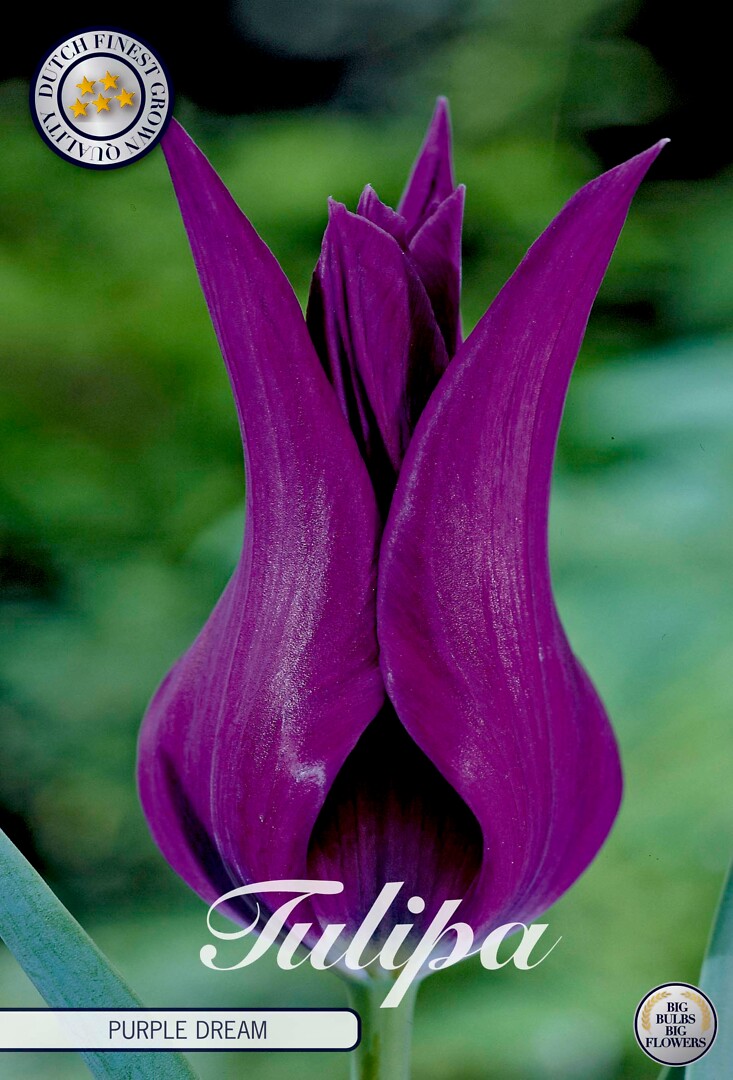 Tulipa Lilyflowering  Purple Dream