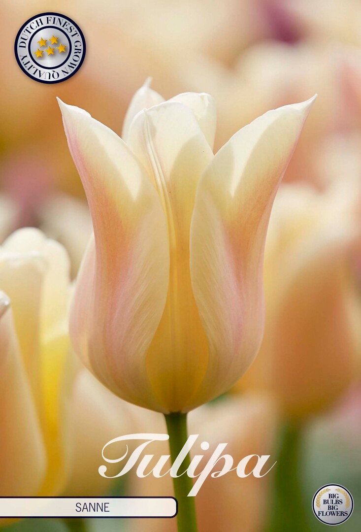 Tulipa Lilyflowering Sanne