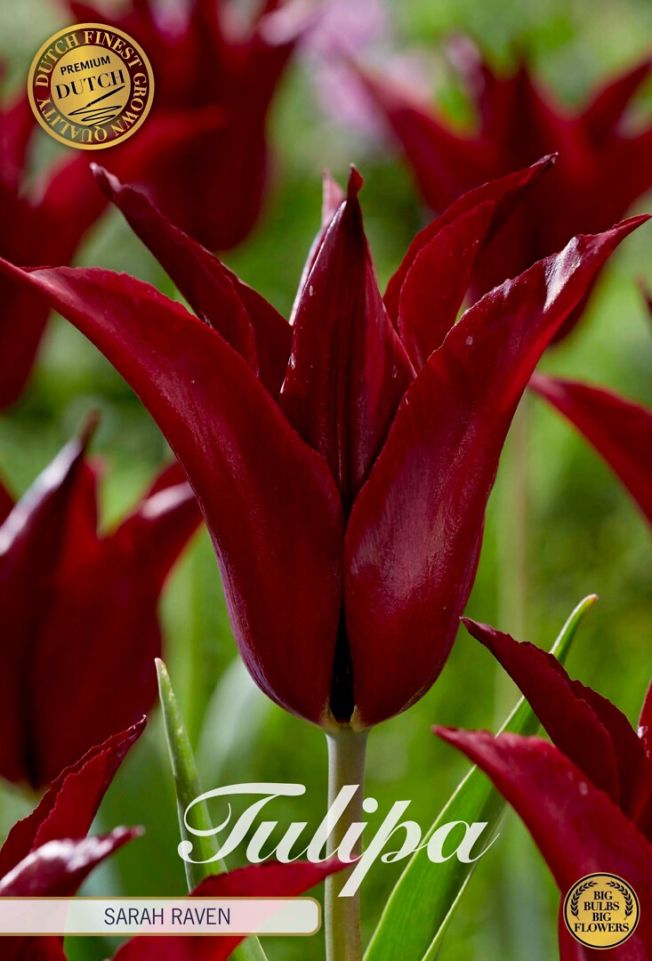 Tulipa Lilyflowering  Sarah Raven