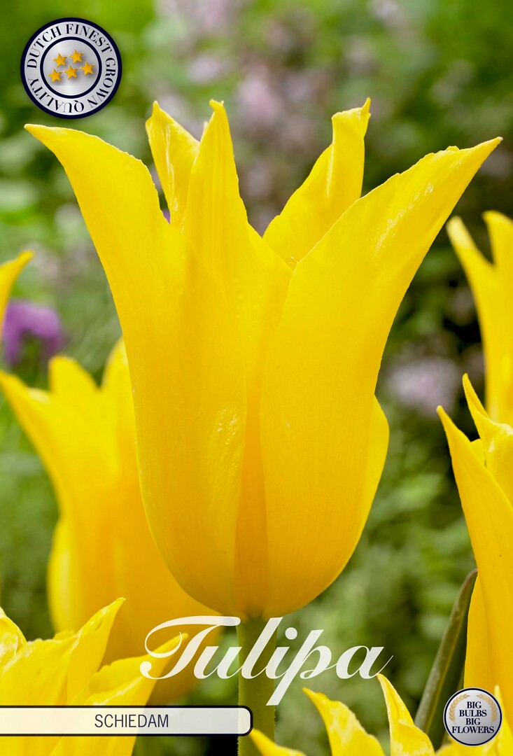 Tulipa Lilyflowering Schiedam