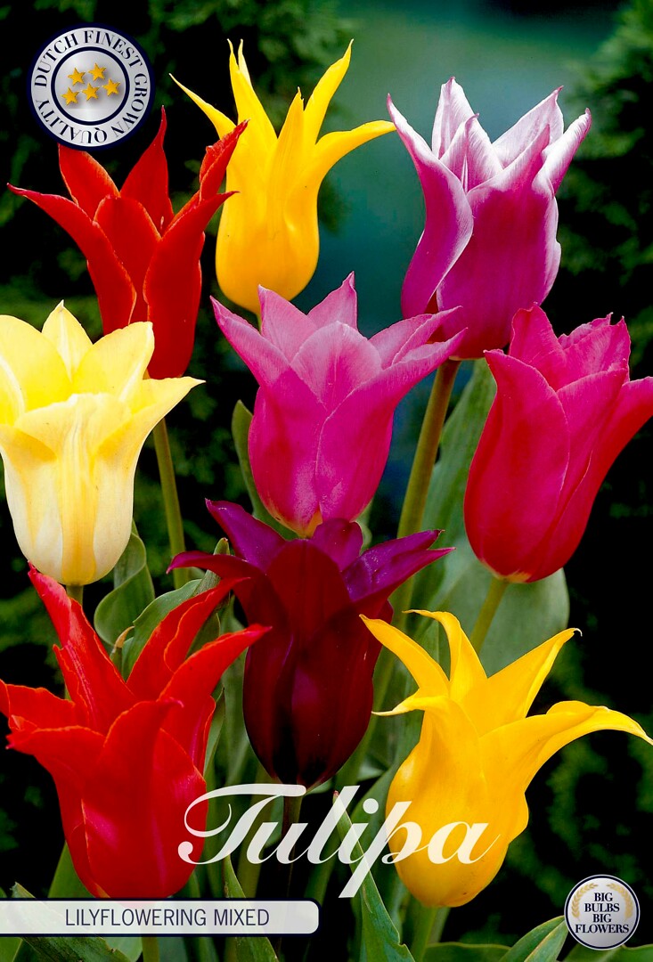 Tulipa  Lilyflowering Mixed