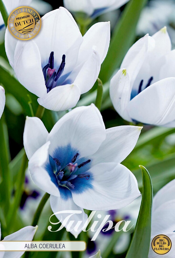 Tulipa Alba Coerulea
