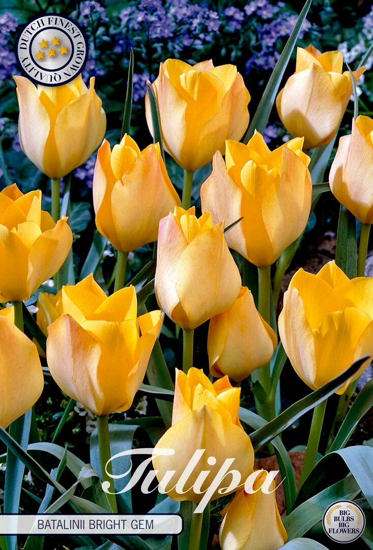 Tulipa Batalinii Bright Gem