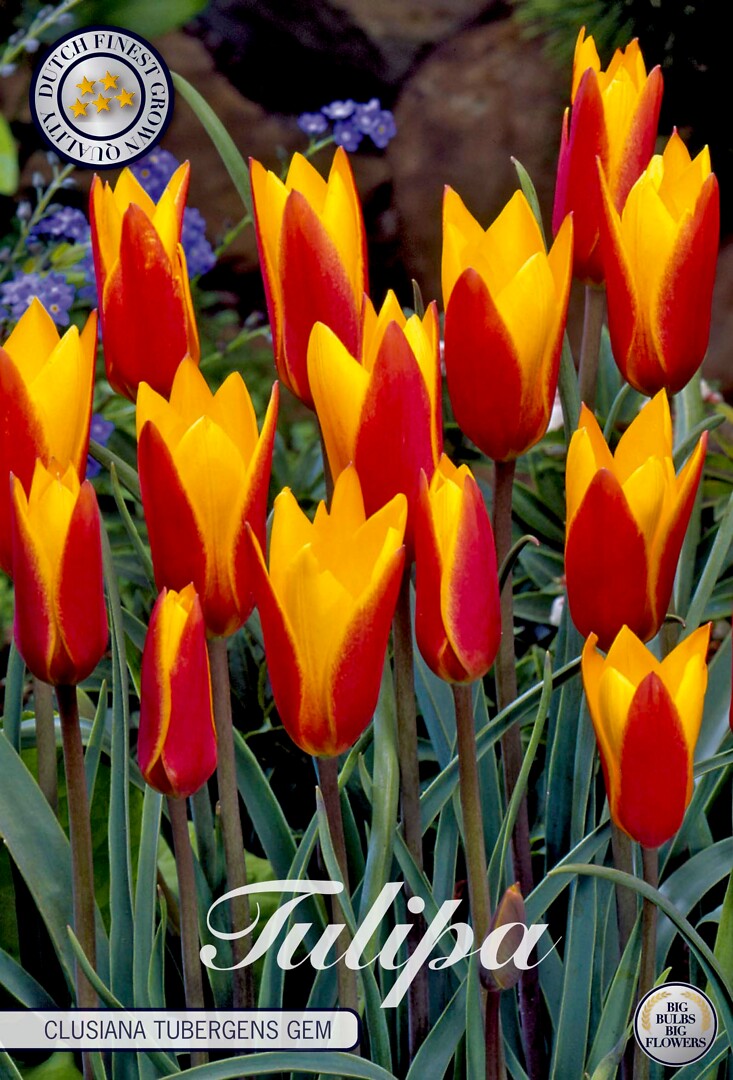 Tulipa Chrysantha Tubergens Gem