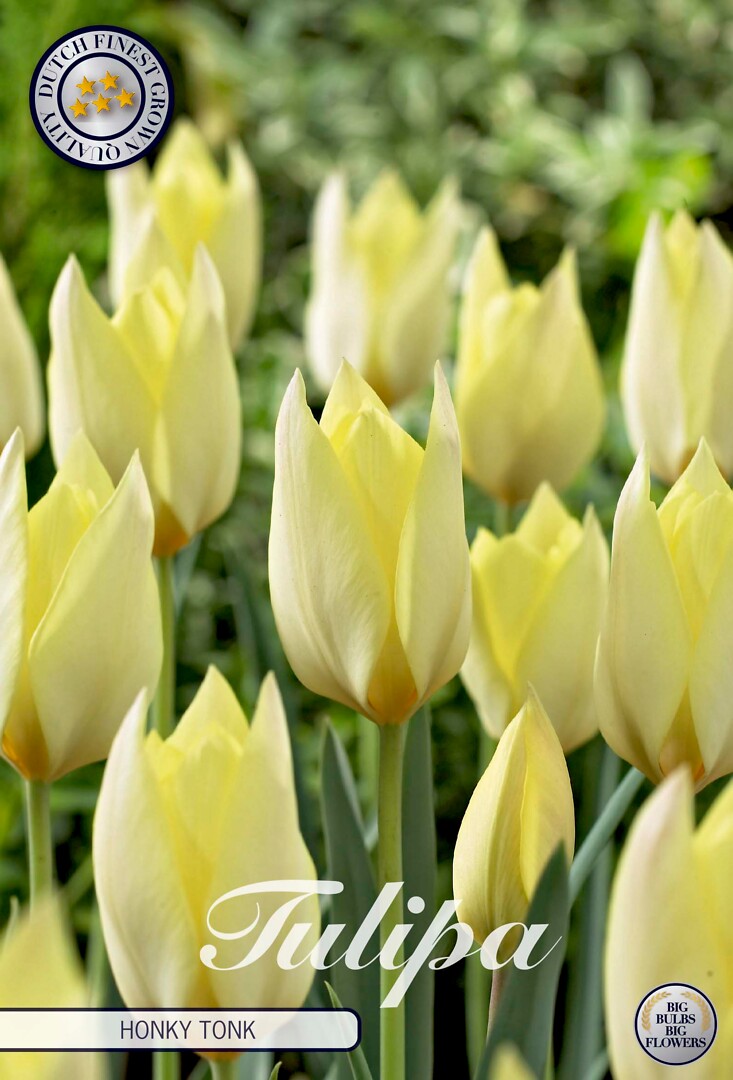 Tulipa  Honky Tonk