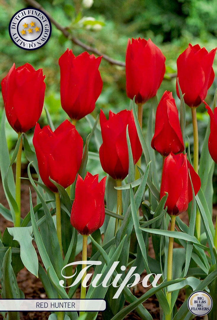 Tulipa Red Hunter