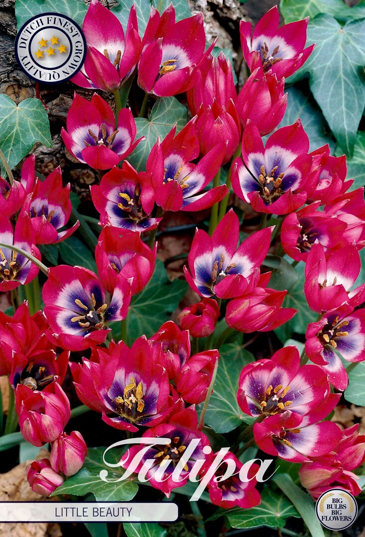 Tulipa  Little Beauty