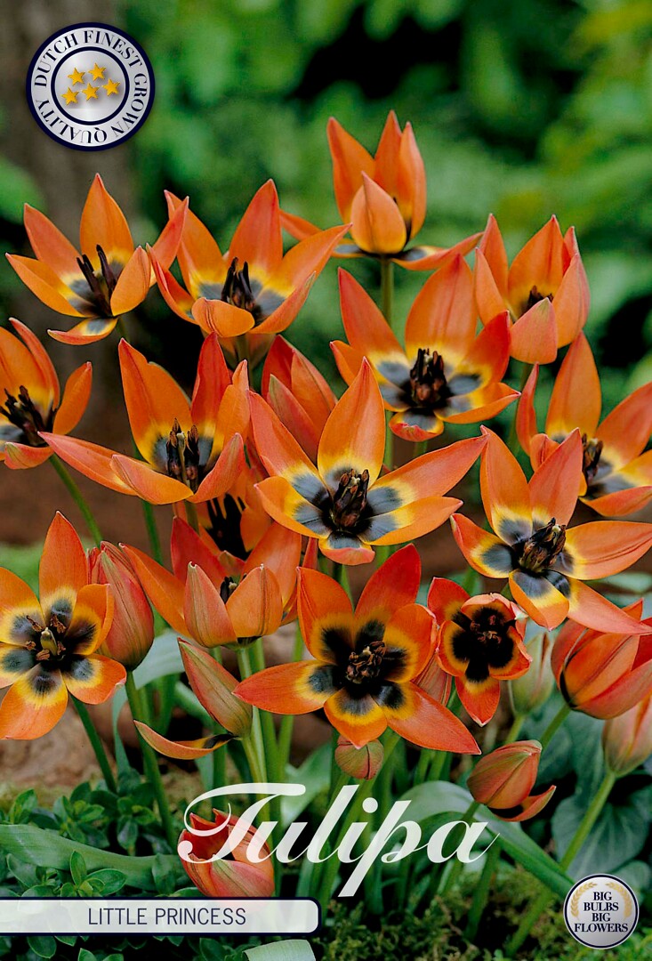 Tulipa  Little Princess