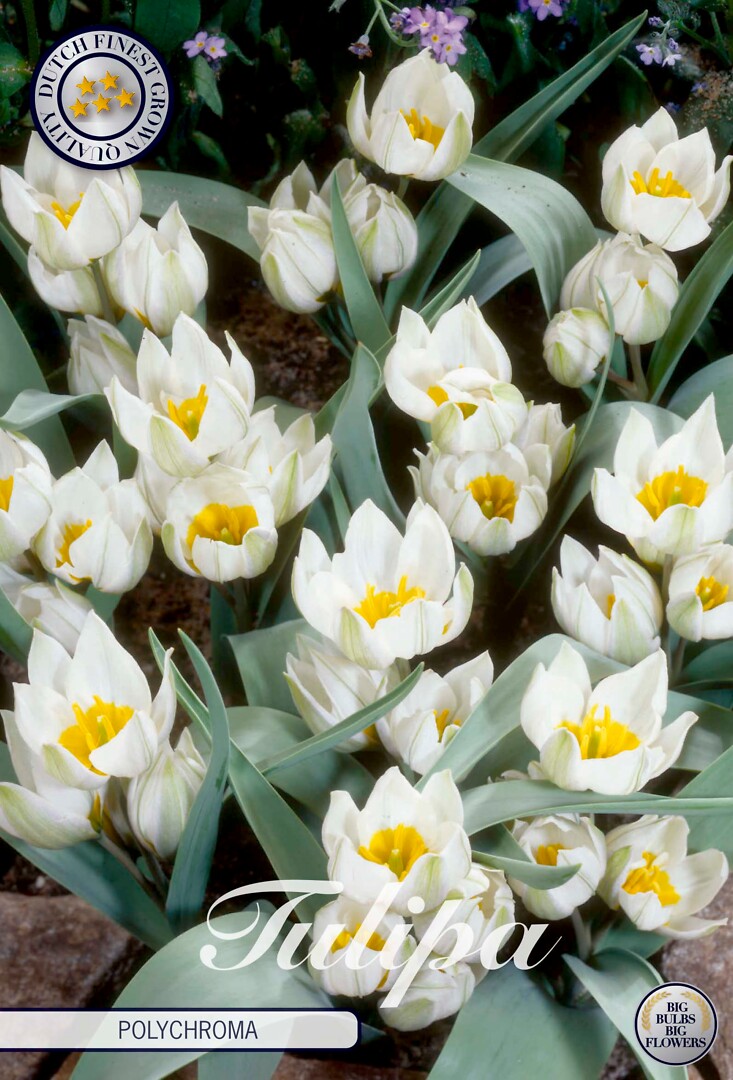 Tulipa  Polychroma