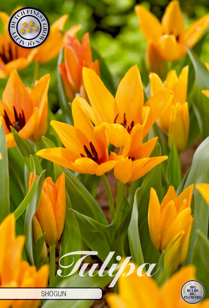 Tulipa Praestans Shogun