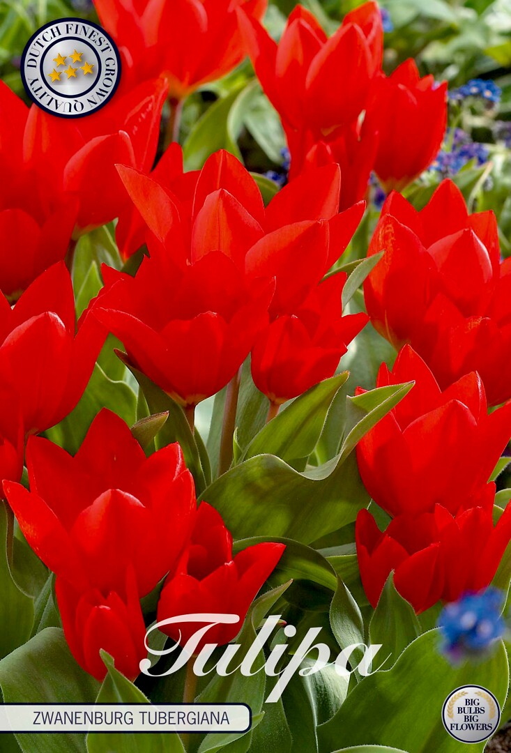 Tulipa Tubergiana Zwanenburg