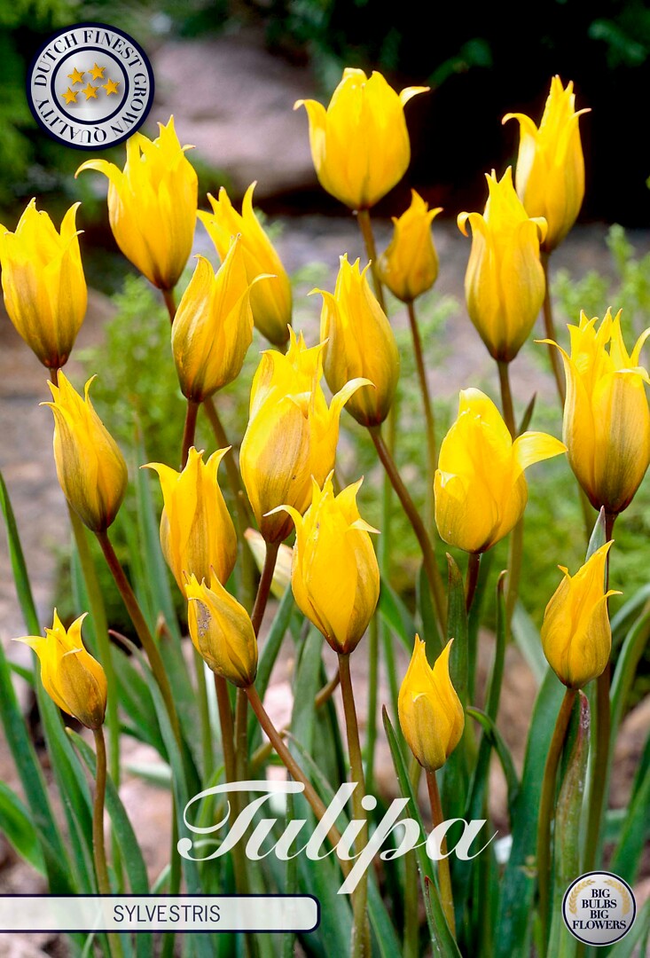 Tulipa  Sylvestris