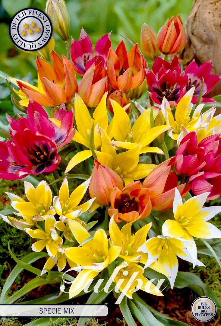 Tulipa Specie Mixed