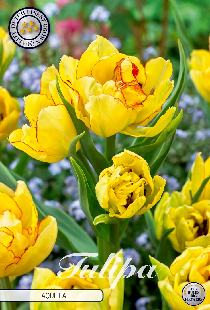 Tulipa Multiflora Aquilla