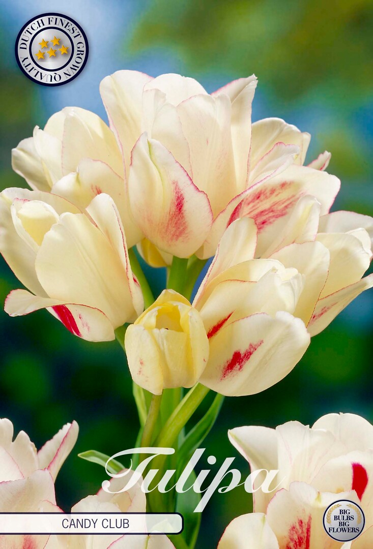 Tulipa Multiflora Candy Club