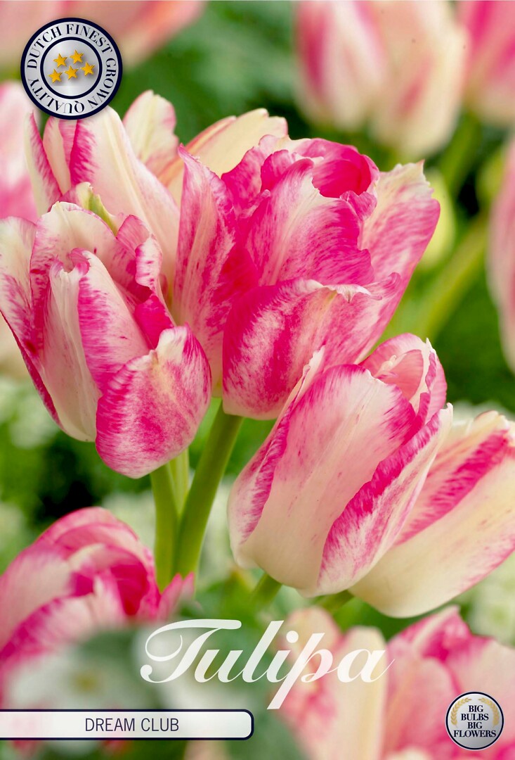 Tulipa Multiflora Dream Club