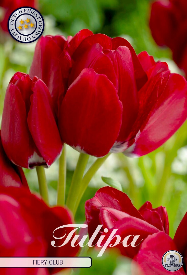 Tulipa Multiflora Fiery Club