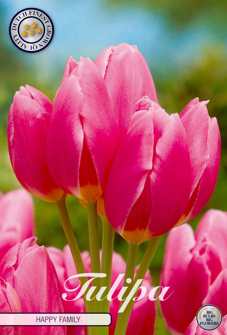 Tulipa Multiflora Flaming Club