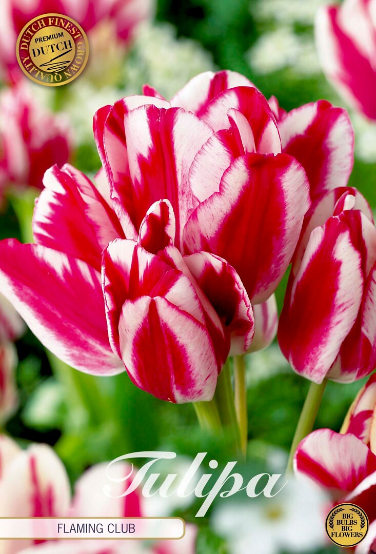 Tulipa Multiflora Happy Family