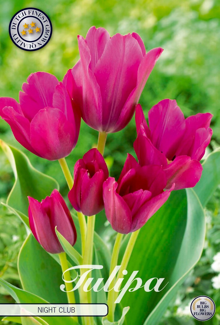 Tulipa Multiflora Night Club