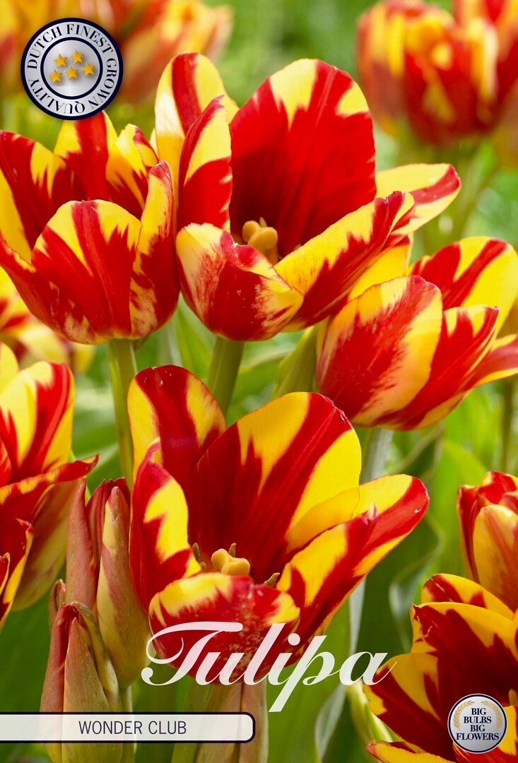 Tulipa Multiflora Wonder Club