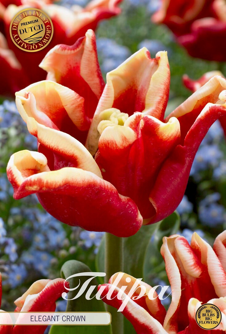Tulipa Crown Elegant Crown